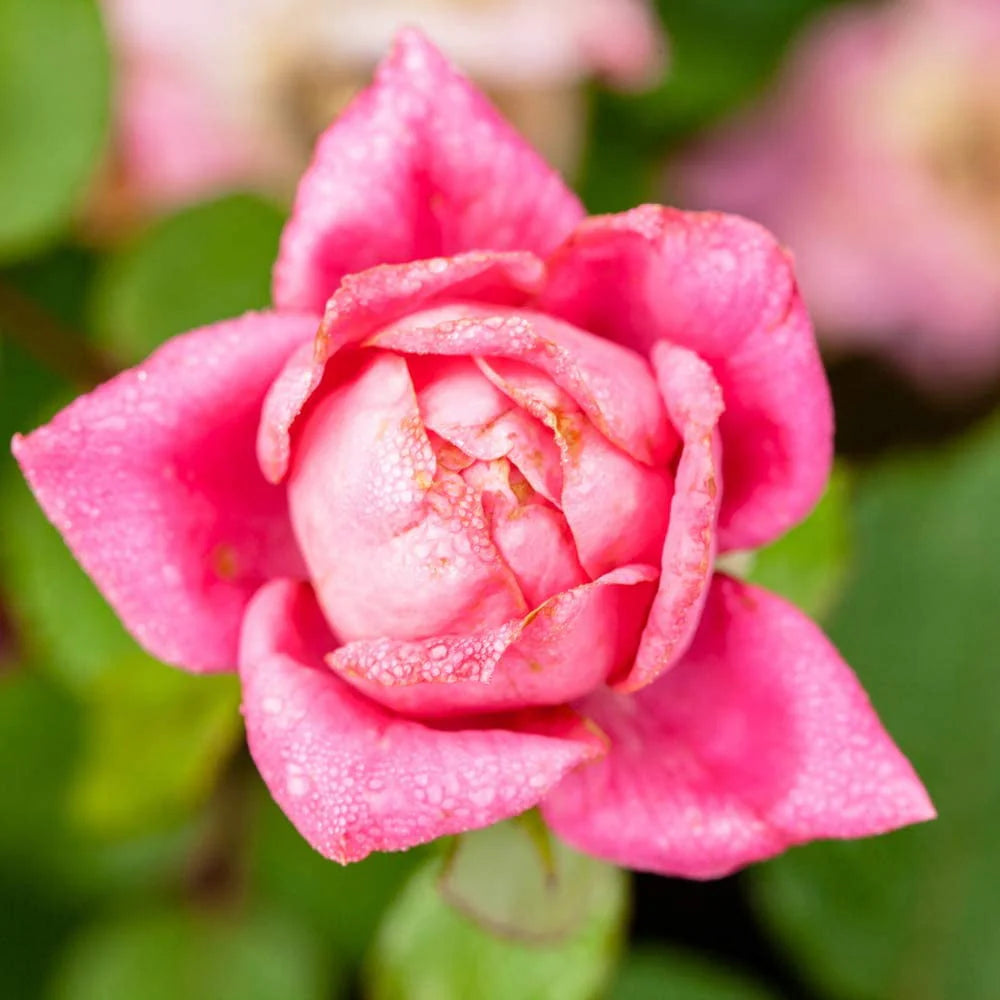 1 gal. Reblooming Rose Bush G2099