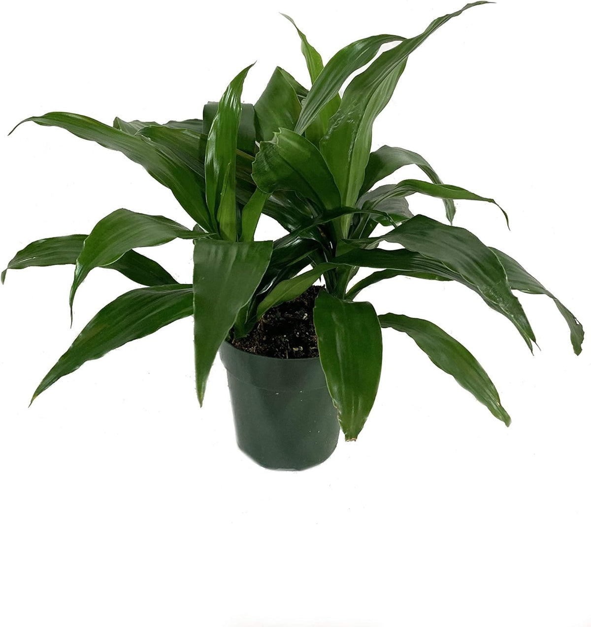 3 Live Plants in 6 Inch Pots - ZZ, Dracaena Janet Craig, Neanthe Bella Parlor Palm A527