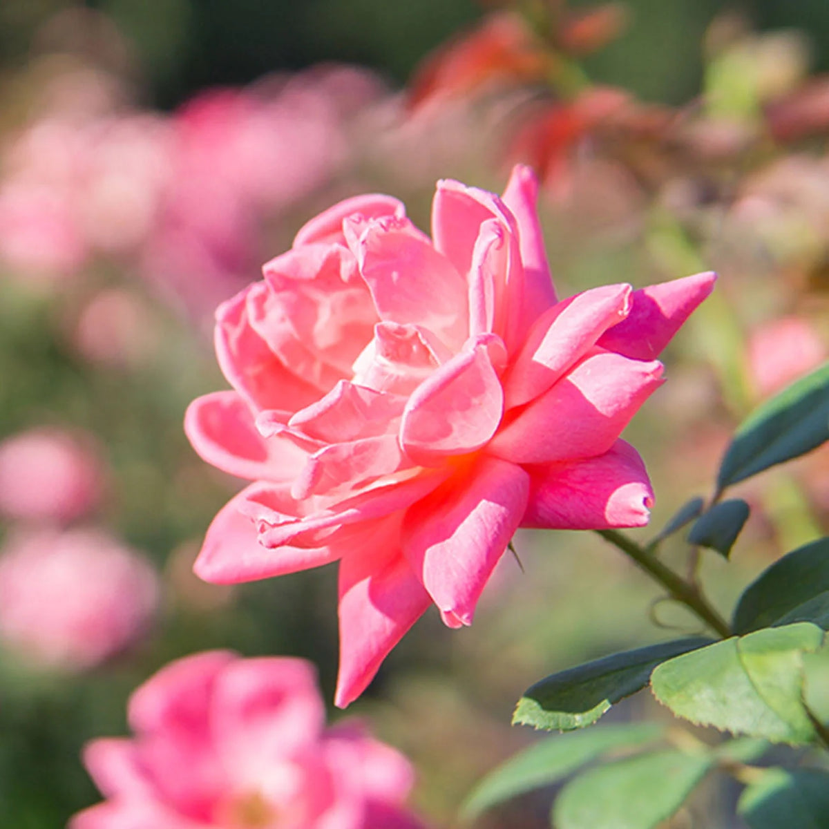 1 gal. Reblooming Rose Bush G2099