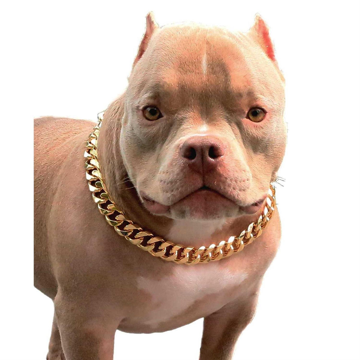 Gold Chain Cuban Link Dog Collar S437305