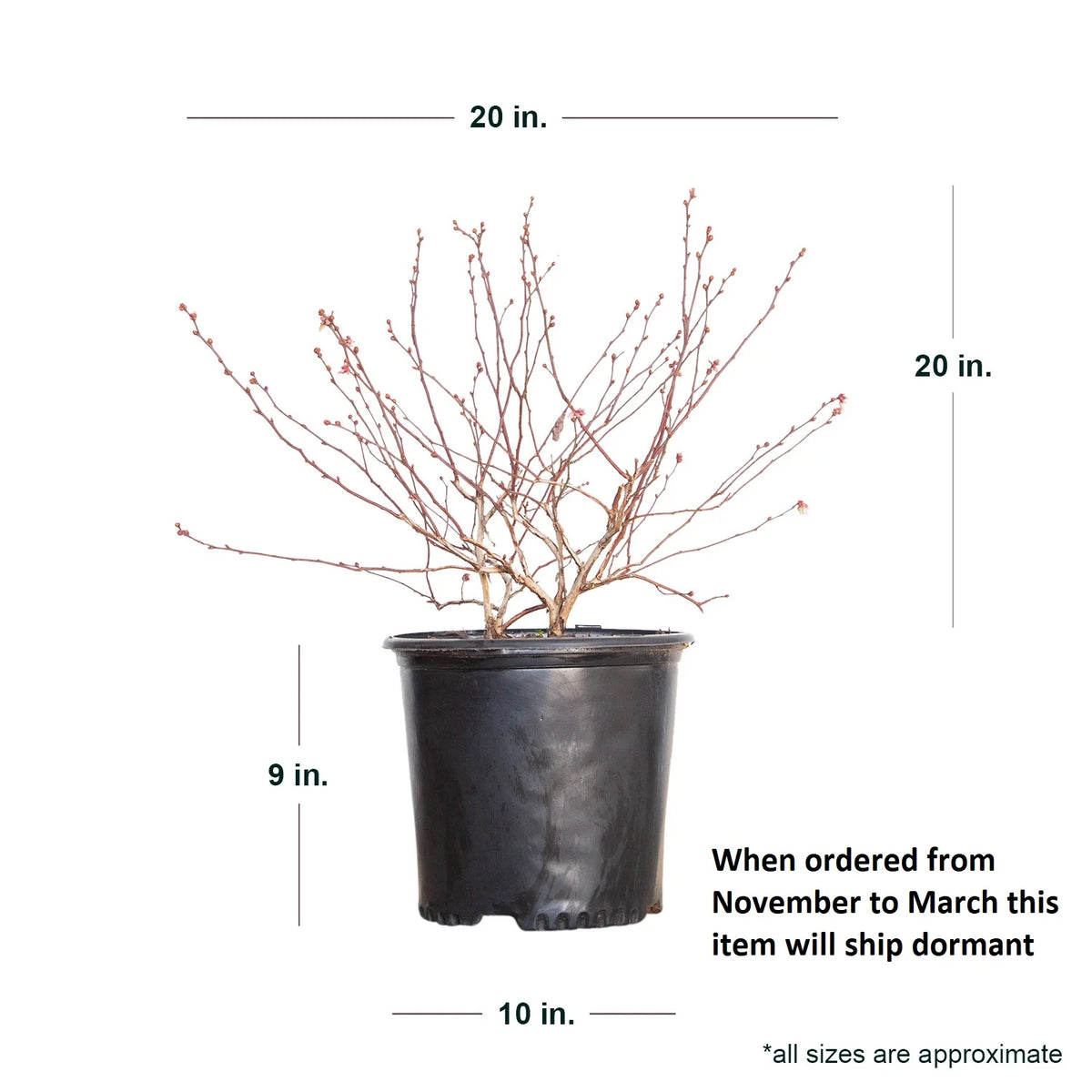 2.5 Gallon Rabbiteye Blueberry Bush G915