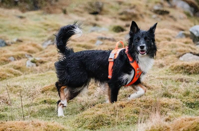 Weekend Warrior Harness Park Camo 32-39in I7078