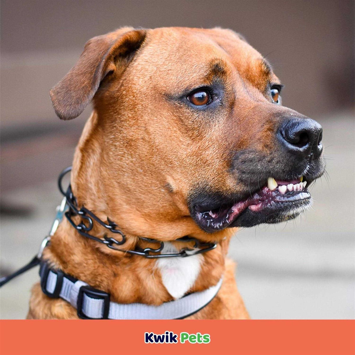 Stainless Dog Prong Training Collar C83985