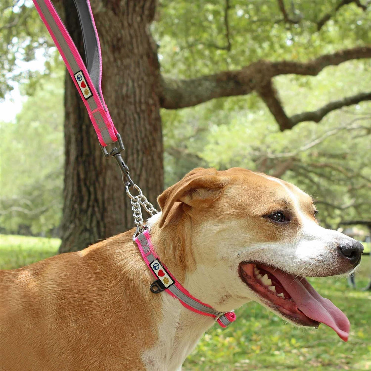 6 ft Solid Dog Leash N650