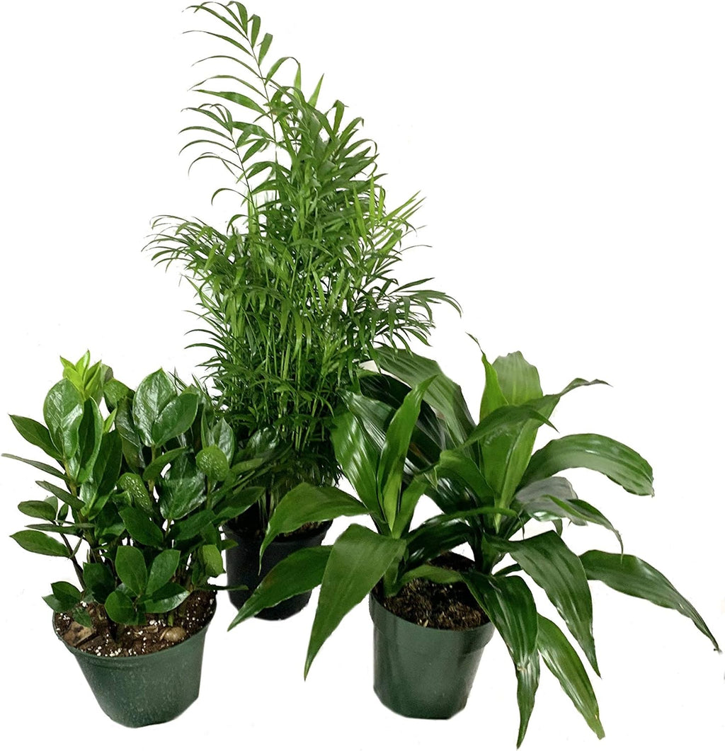 3 Live Plants in 6 Inch Pots - ZZ, Dracaena Janet Craig, Neanthe Bella Parlor Palm A527
