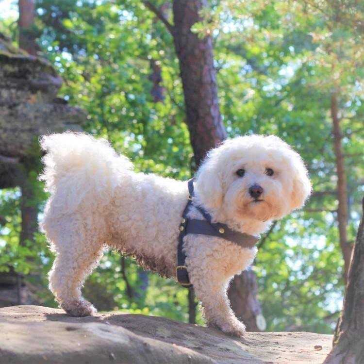 Leather Dog Harness M52094