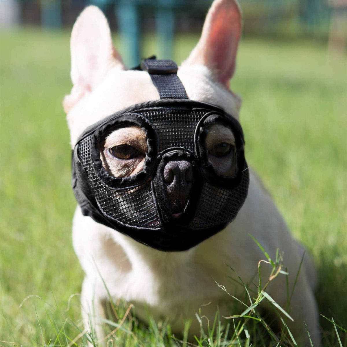 Adjustable Breathable Mesh Short Snout Dog Muzzle Q9777