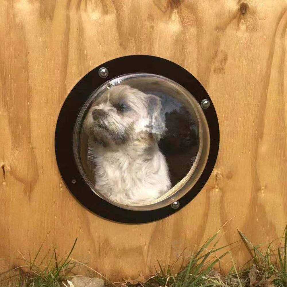Dog Fence Window Y2593