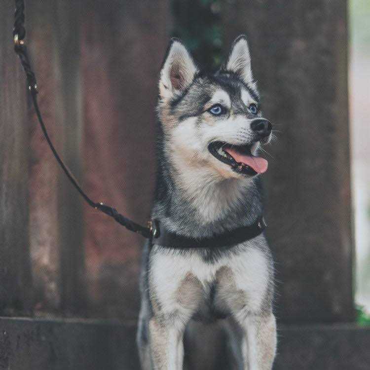 Leather Dog Harness M52094