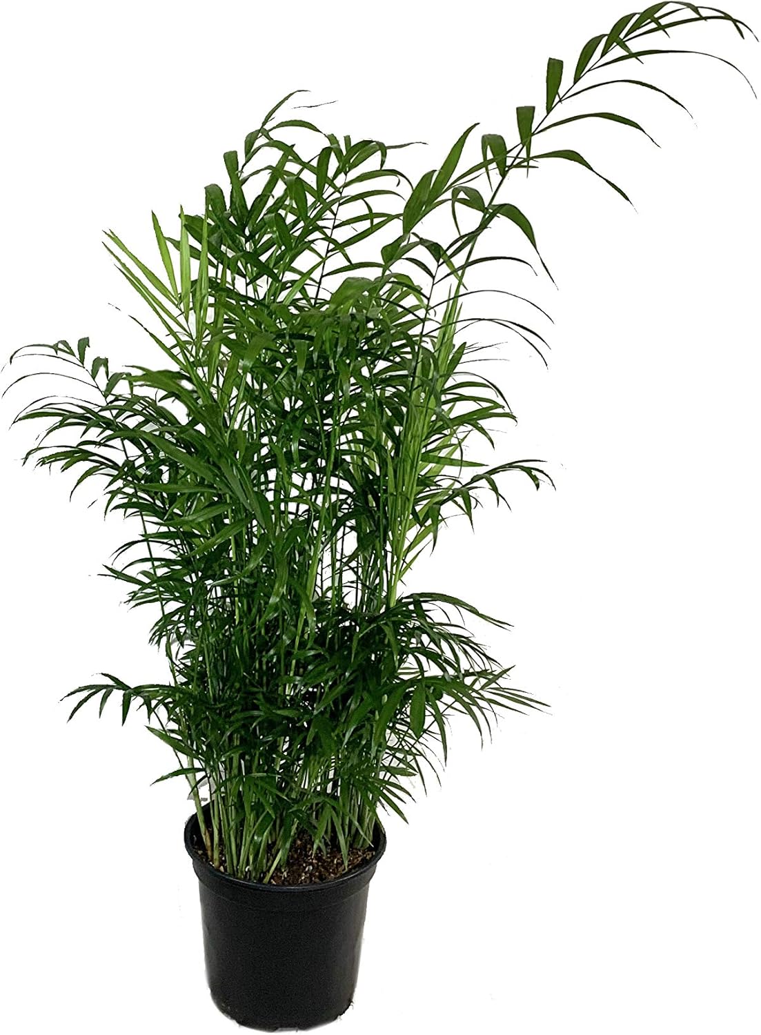 3 Live Plants in 6 Inch Pots - ZZ, Dracaena Janet Craig, Neanthe Bella Parlor Palm A527