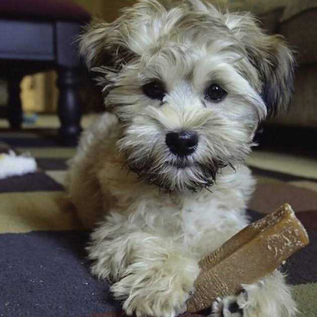Dog Chew Q539647