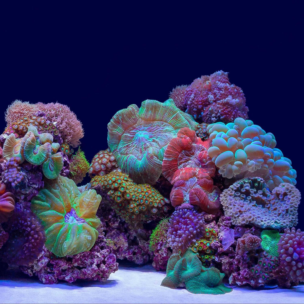 River Rock/Coral Bliss Background T694683