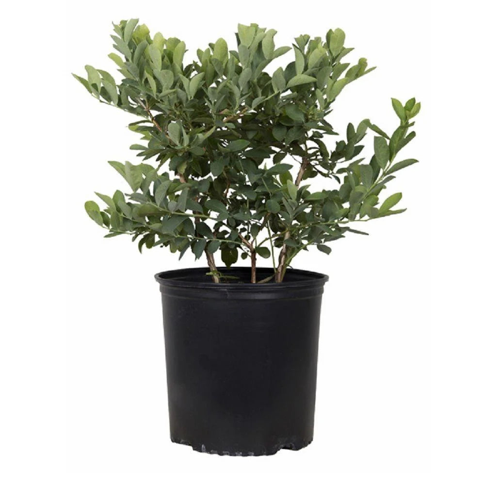 2.5 Gallon Rabbiteye Blueberry Bush G915