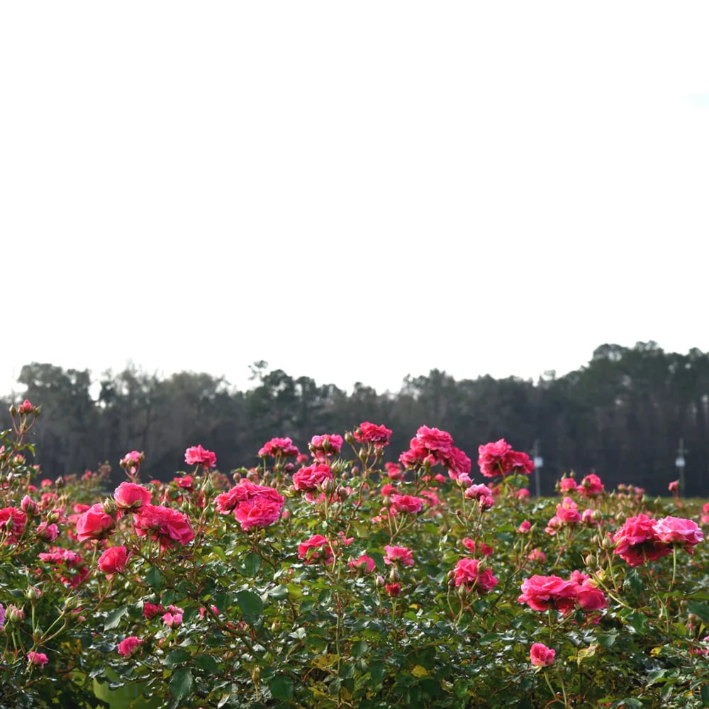 1 gal. Reblooming Rose Bush G2099
