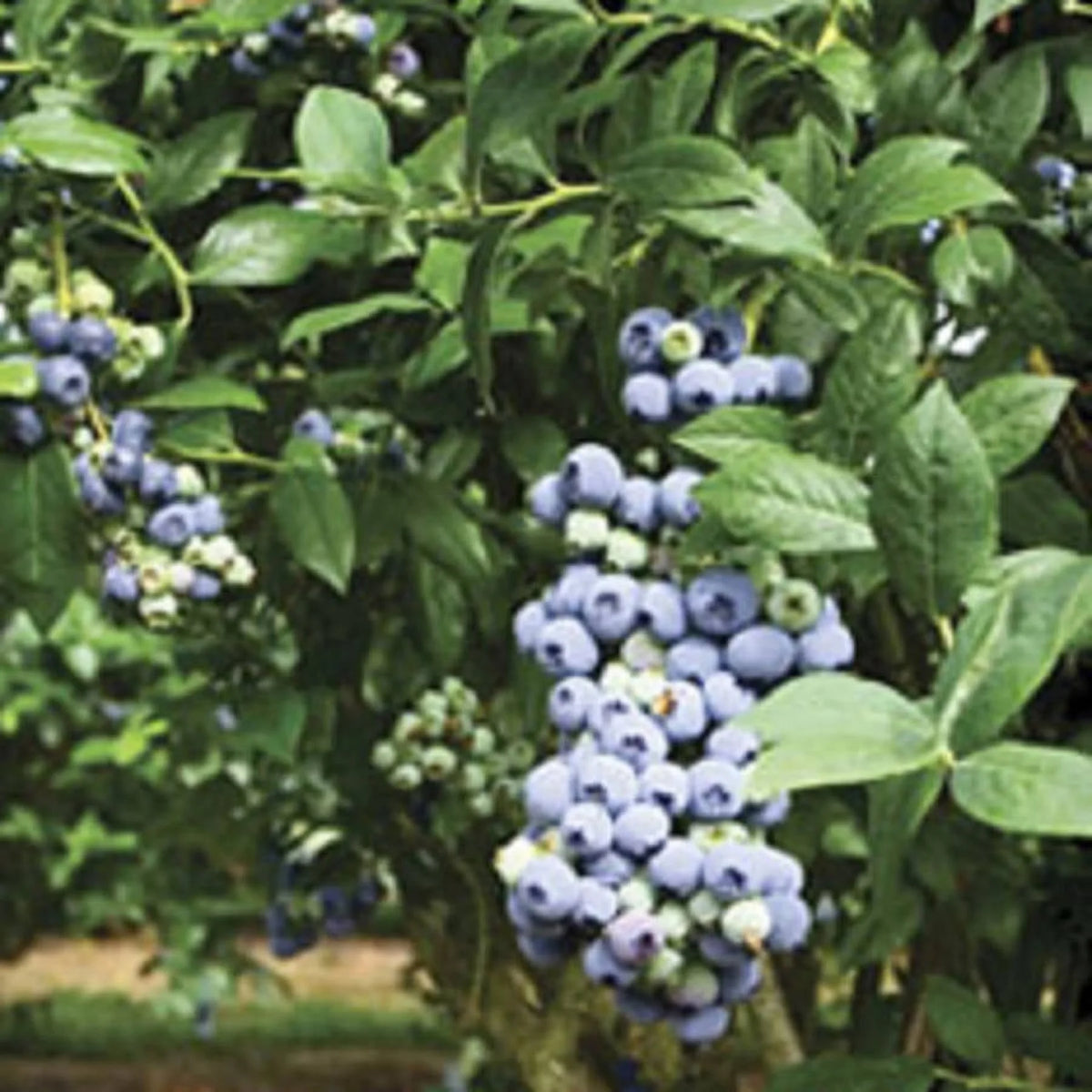 2.5 Gallon Rabbiteye Blueberry Bush G915