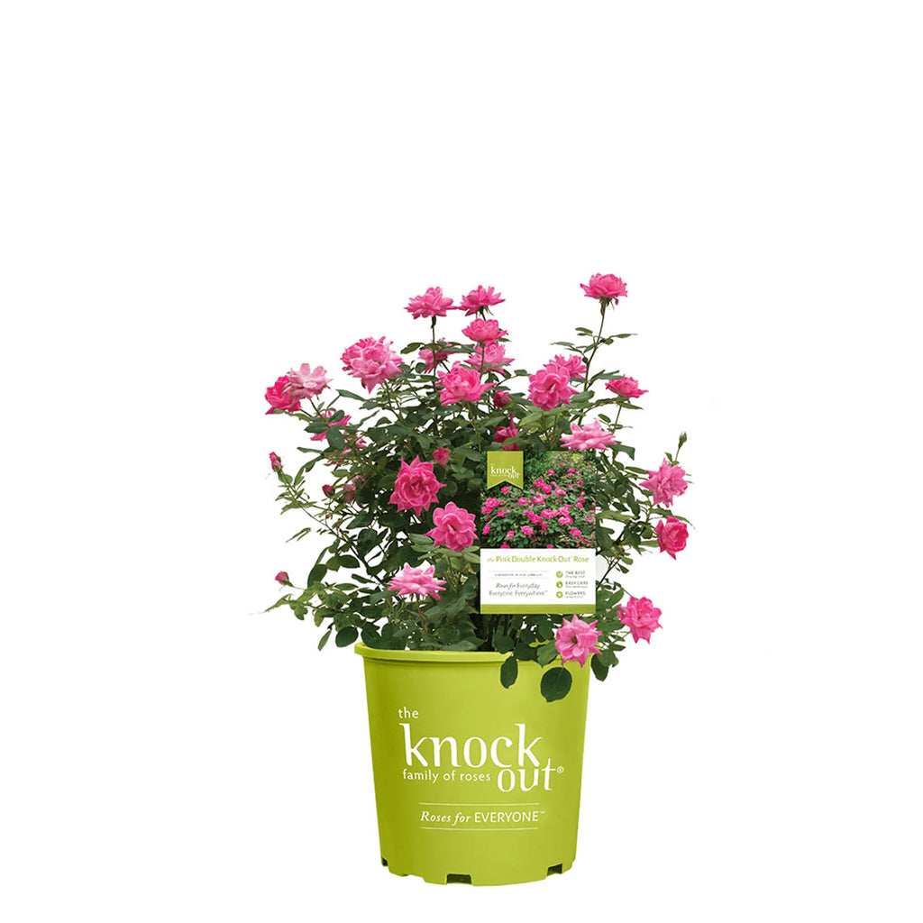1 gal. Reblooming Rose Bush G2099