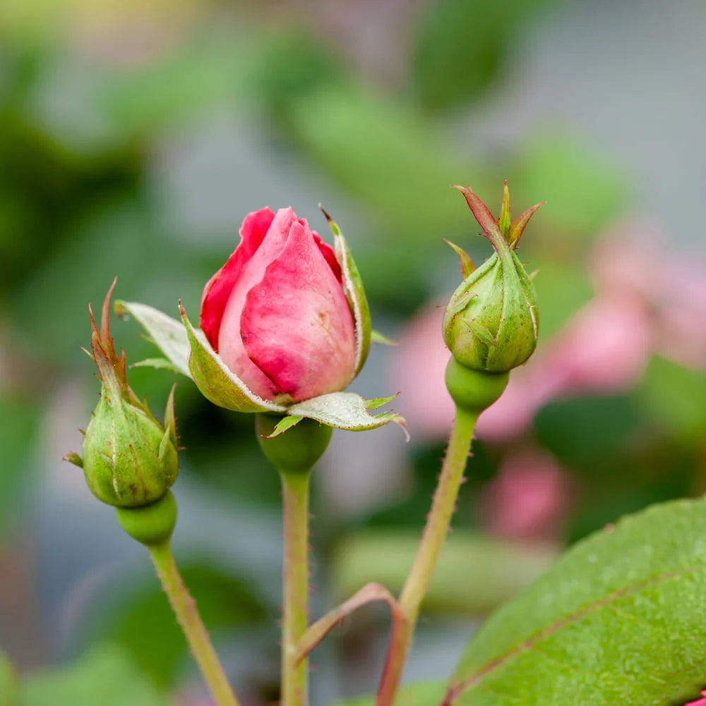 1 gal. Reblooming Rose Bush G2099