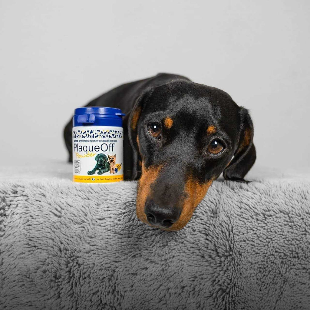 PlaqueOff Powder P294